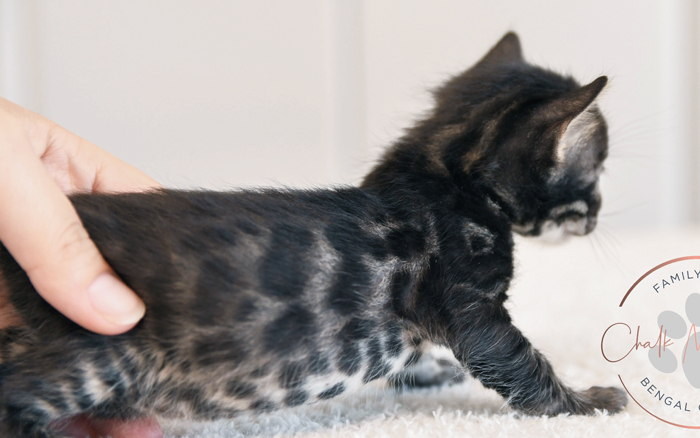 Snow Charcoal Bengal for sale near me